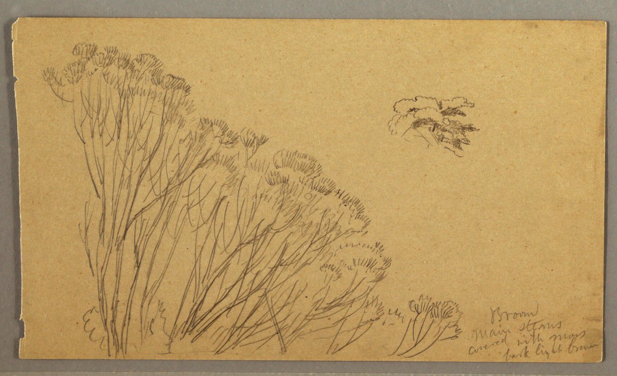 Desenho, Árvores parecidas com arbustos, possivelmente 1865-66 de Frederic Edwin Church