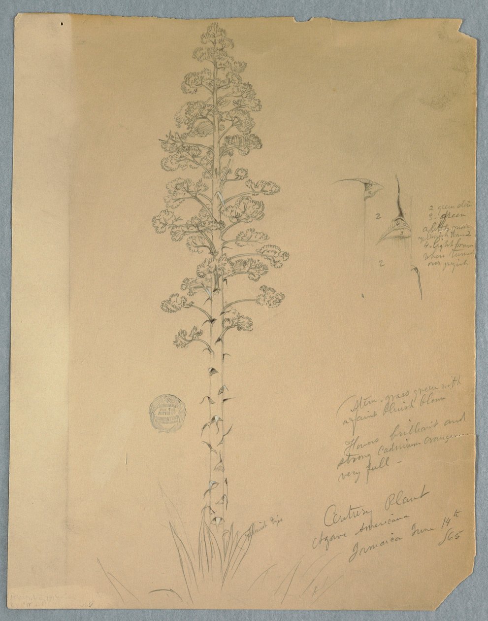 Desenho, Planta do Século, Agave Americana, Jamaica, 14 de junho de 1865 de Frederic Edwin Church