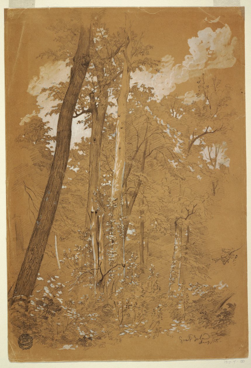 Desenho, castanheiros na Ilha Goat, Rio Niagara, Nova York, agosto de 1858 de Frederic Edwin Church