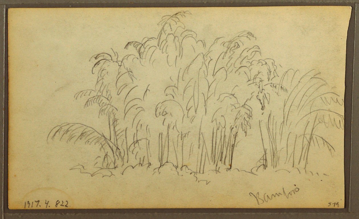 Desenho, Vacas na paisagem; Verso: Bambu, 1857 de Frederic Edwin Church