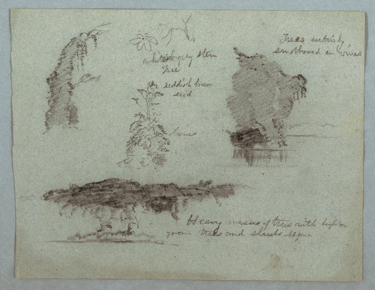 Desenho, Pormenores de flores, plantas e árvores ao longo de uma margem do rio, Rio Magdalena, Colômbia, 1853, provavelmente maio de Frederic Edwin Church