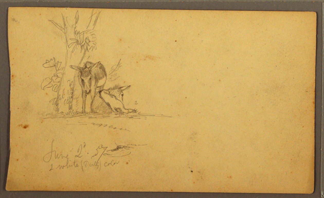 Desenho, Burros, 2 de junho de 1857 de Frederic Edwin Church