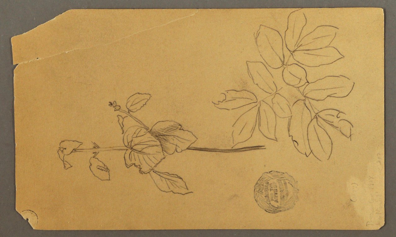 Desenho, Desenho.  Esboços.  Caule de uma planta.   Ramos com folhas, possivelmente 1877 de Frederic Edwin Church