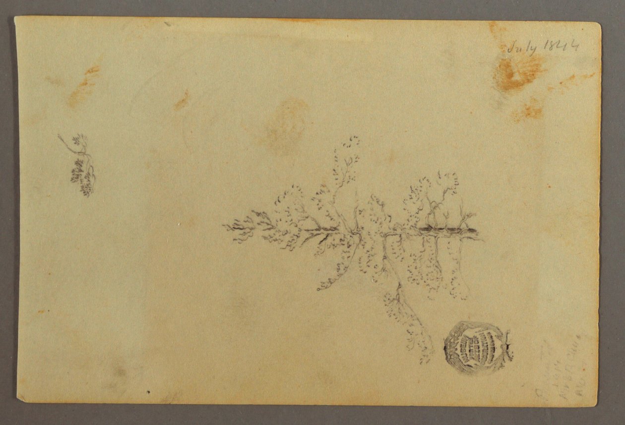 Desenho, Árvore perene, 1844 de Frederic Edwin Church