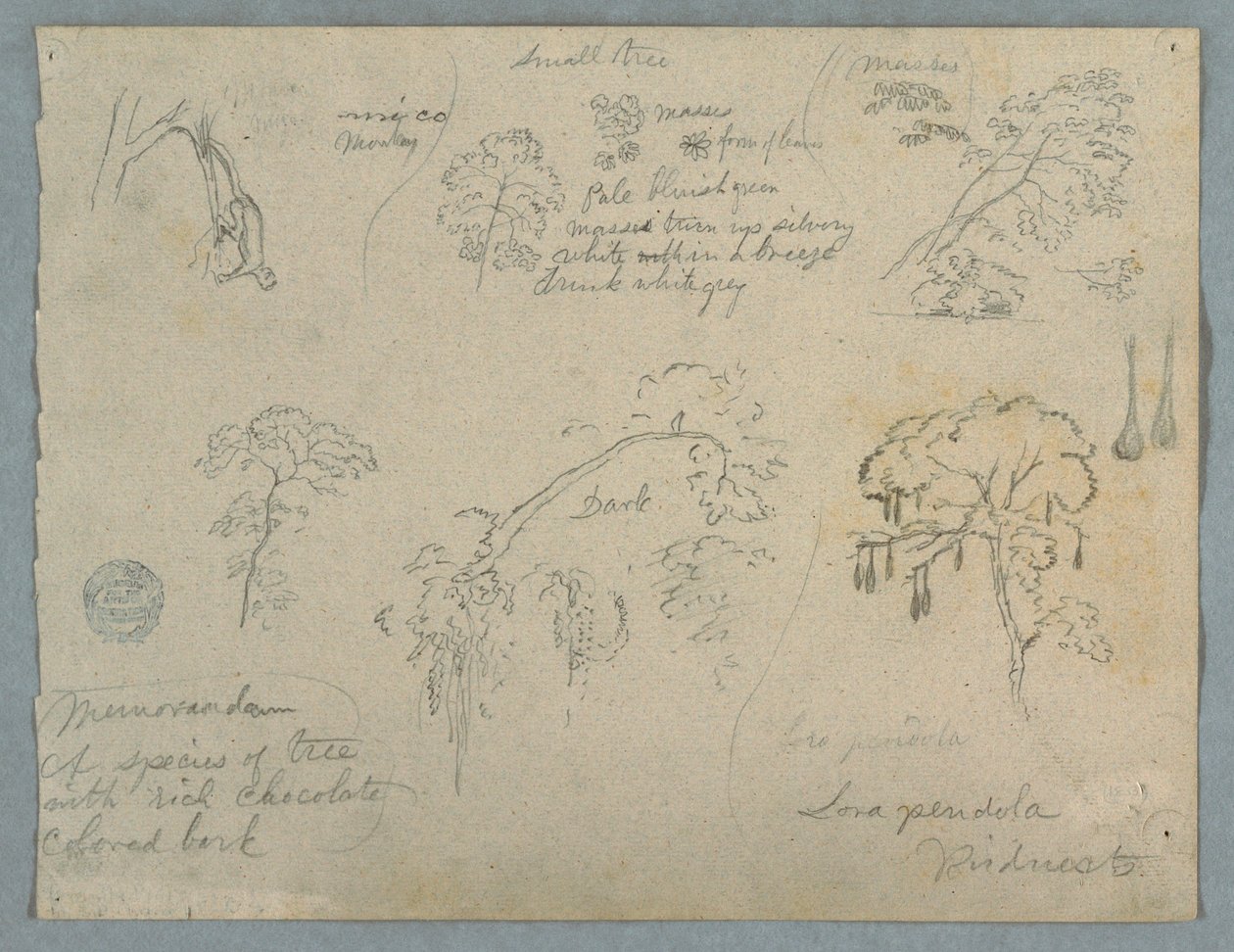 Desenho, Cinco estudos botânicos com um macaco pendurado, provavelmente Colômbia, 1853 de Frederic Edwin Church