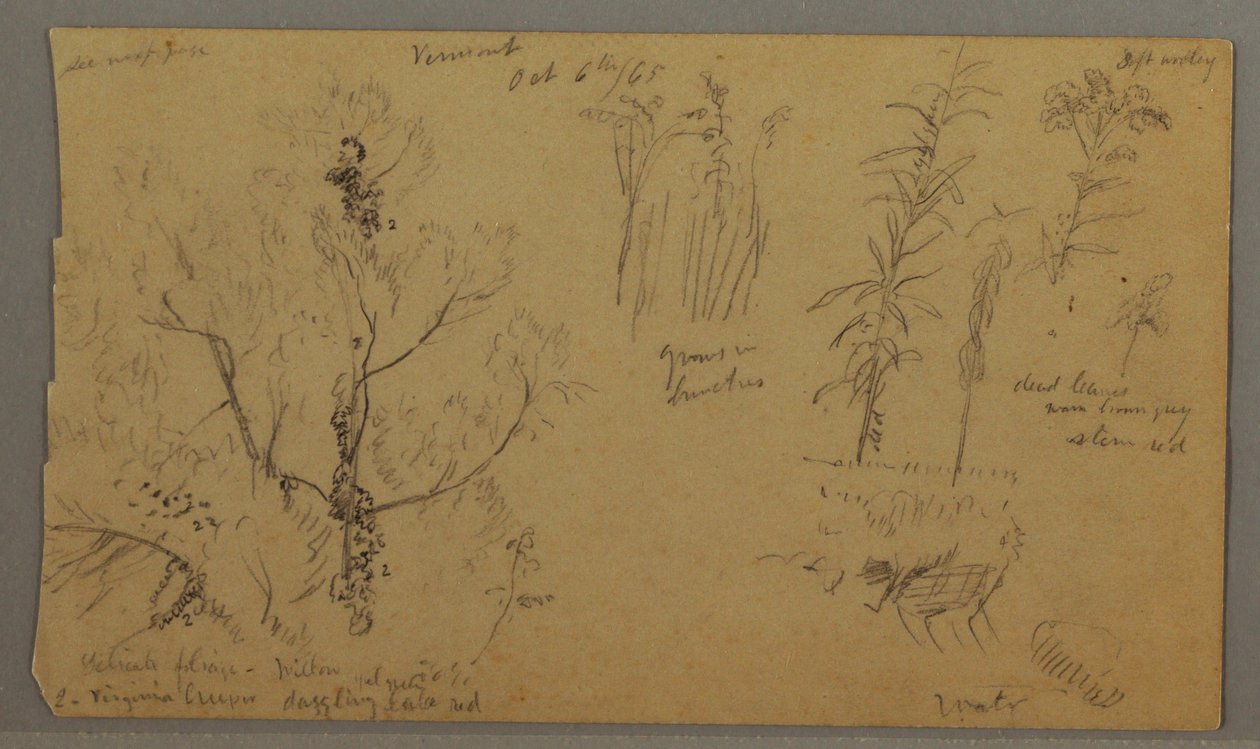 Desenho, Estudos da Flora, 6 de outubro de 1865 de Frederic Edwin Church