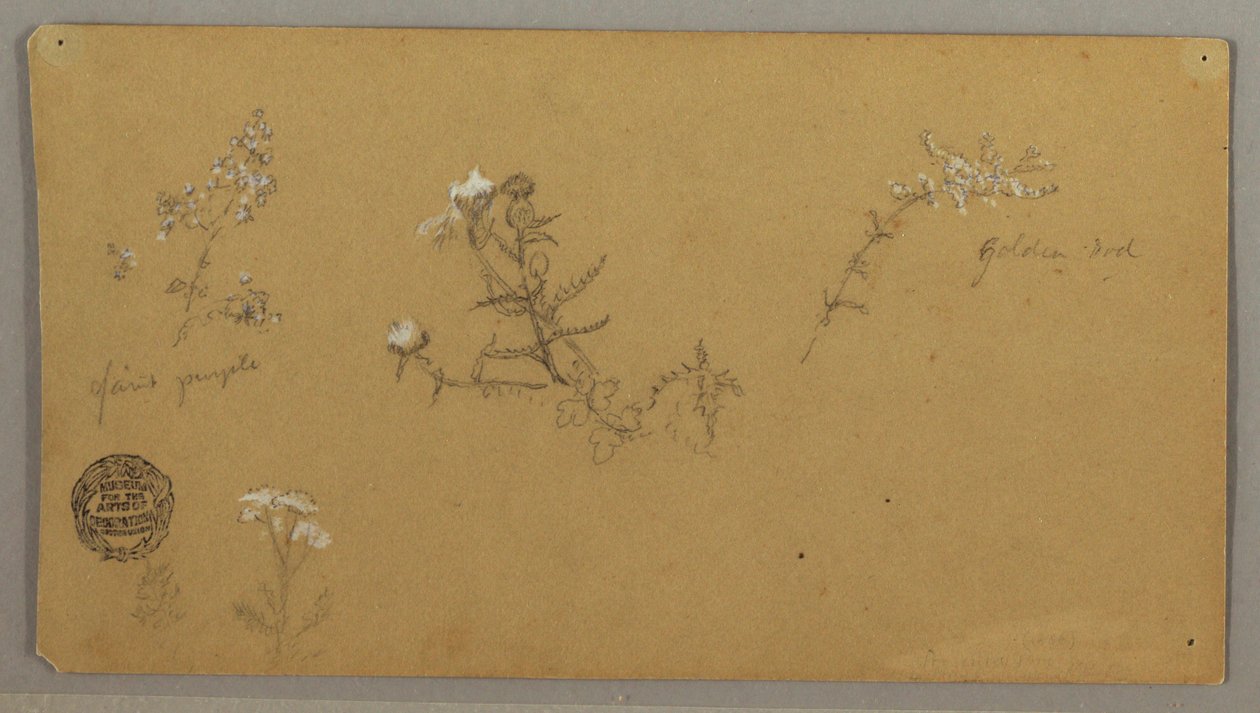 Desenho, Plantas com flores, ca. 1856 de Frederic Edwin Church