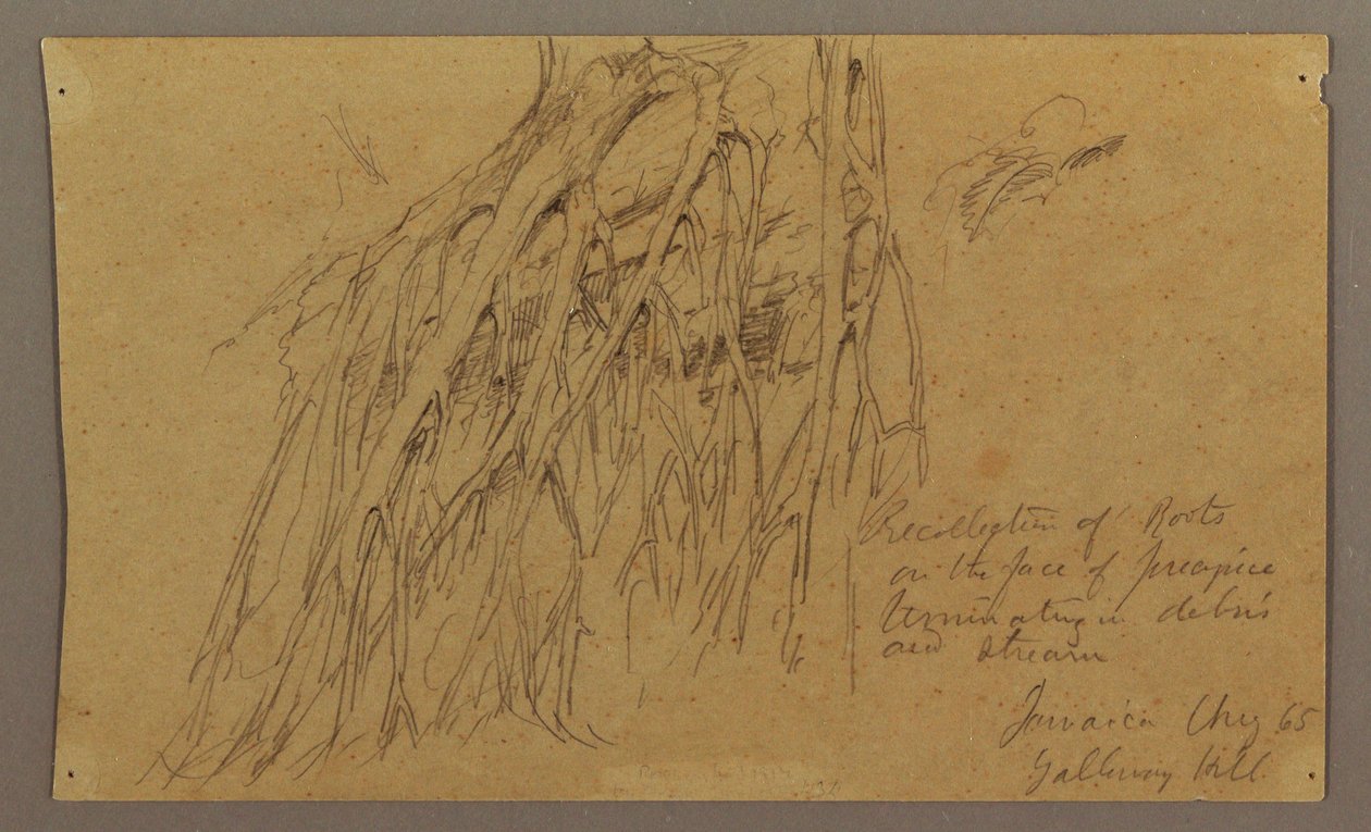 Desenho, Raízes suspensas, Galleway Hill, agosto de 1865 de Frederic Edwin Church