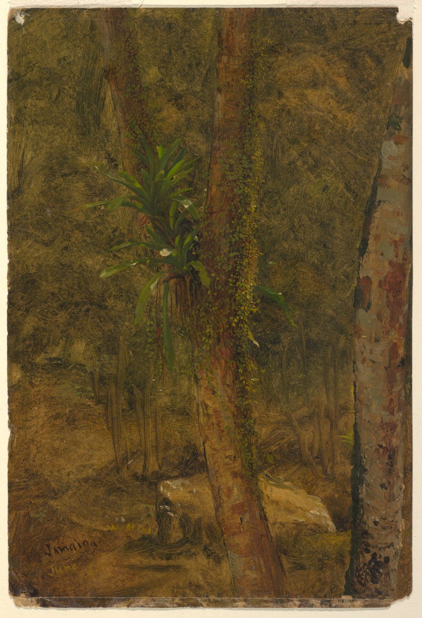 Desenho, Cena da selva, junho de 1865 de Frederic Edwin Church