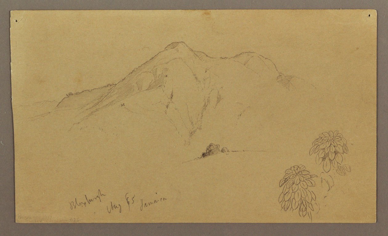 Desenho, Paisagem, plantas, Bloxburgh, agosto de 1865 de Frederic Edwin Church