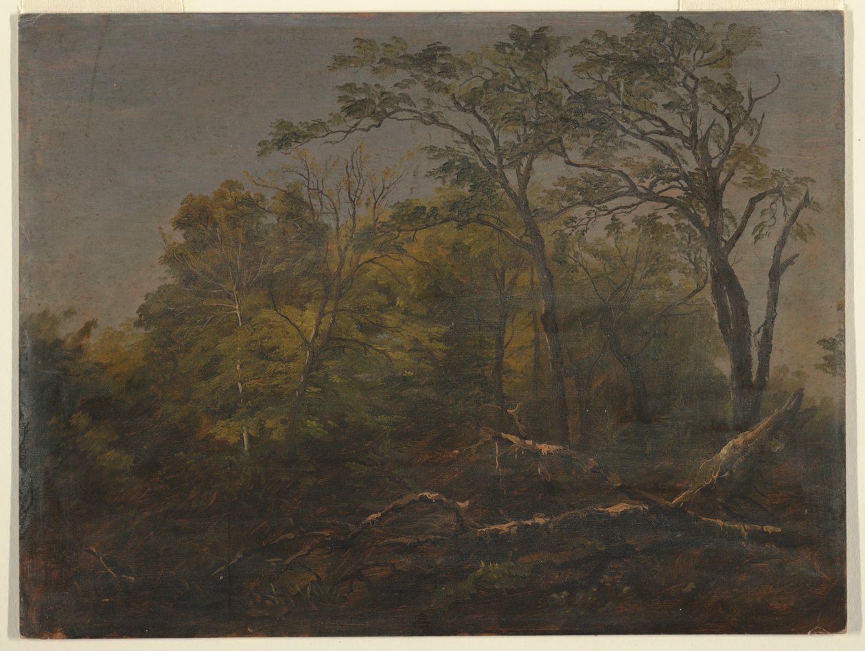 Desenho, Bosque do Maine, 1845-55 de Frederic Edwin Church