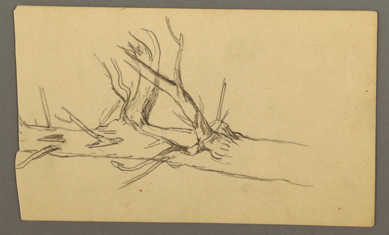 Desenho, Secção média de um tronco de árvore morta, 1877 de Frederic Edwin Church