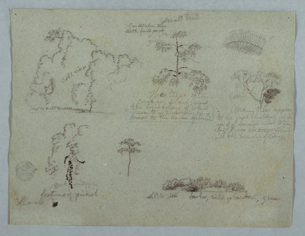 Desenho, Estudos da natureza incluindo uma árvore candelabro com uma preguiça, Rio Magdalena, Colômbia, maio de 1853 de Frederic Edwin Church