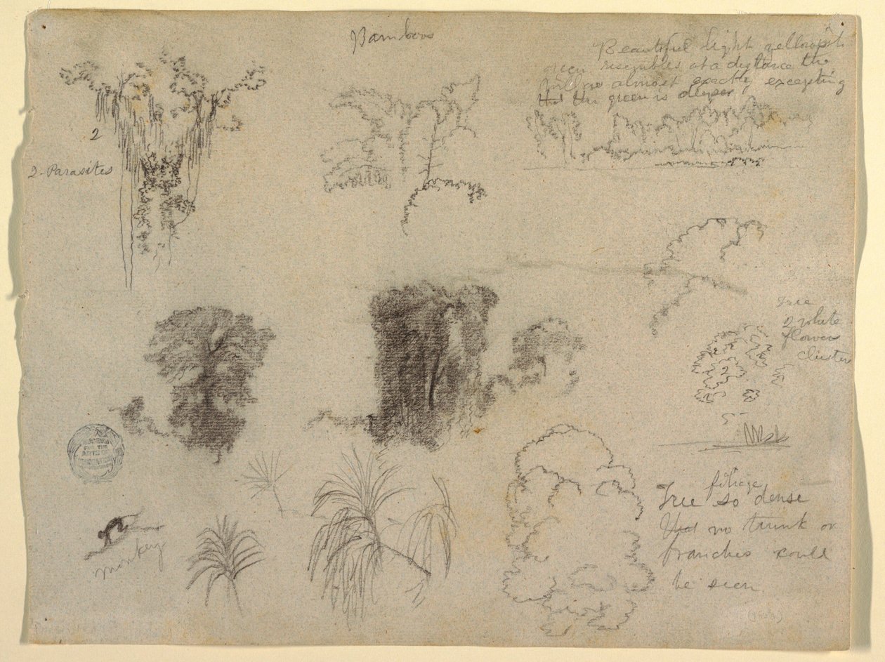 Desenho, Estudos da Natureza, provavelmente da Colômbia: Macaco, Parasitas e Árvores, 1853 de Frederic Edwin Church