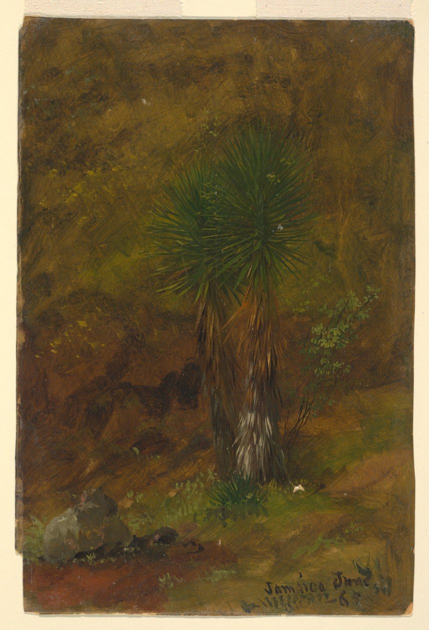 Desenho, Palmeiras, julho de 1865 de Frederic Edwin Church