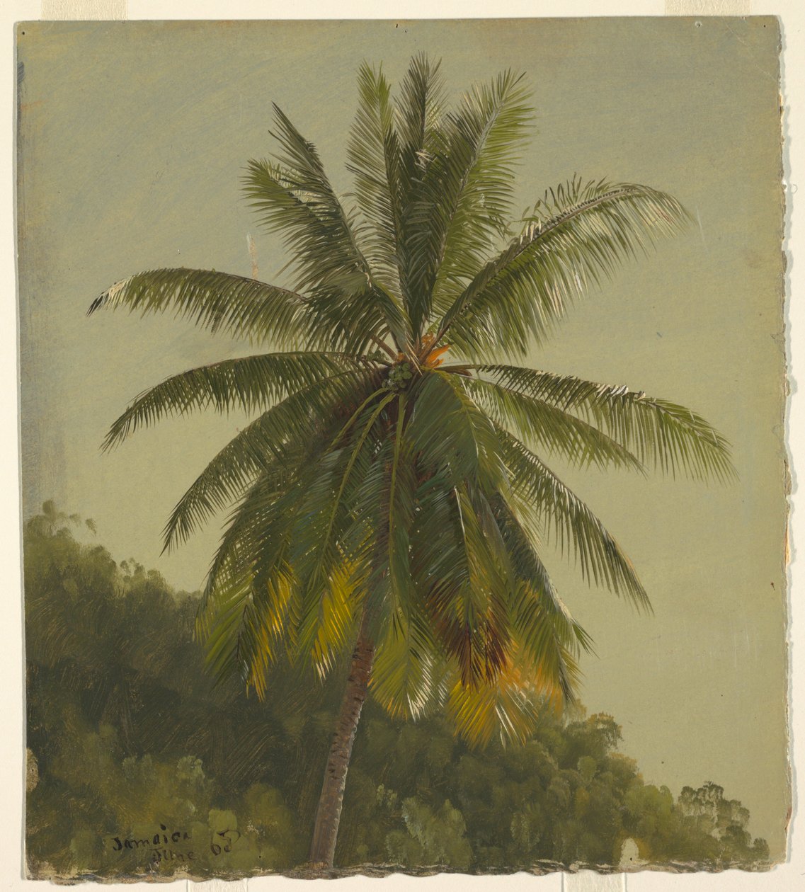Desenho, Palmeiras, Índias Ocidentais, junho de 1865, 1865 de Frederic Edwin Church
