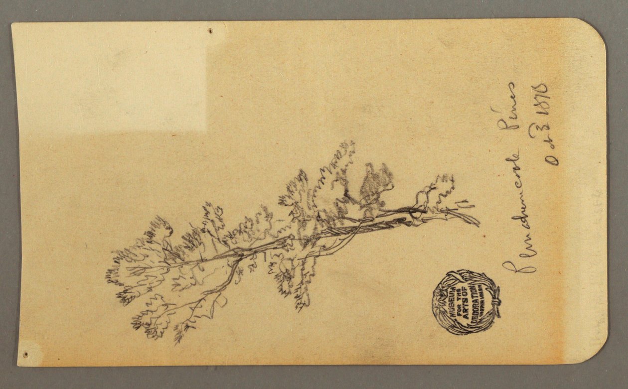 Desenho, Pine Tree, 3 de outubro de 1878 de Frederic Edwin Church
