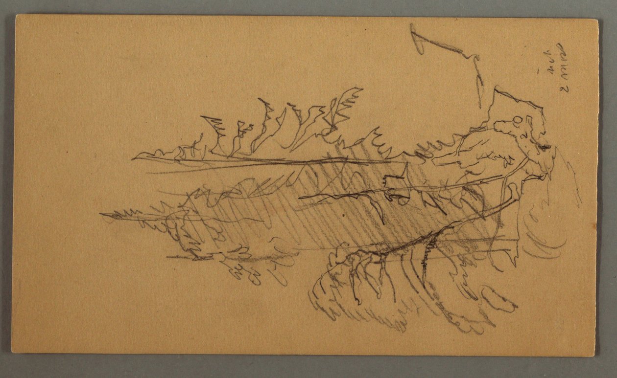Desenho, Pinheiros, possivelmente 1868 de Frederic Edwin Church