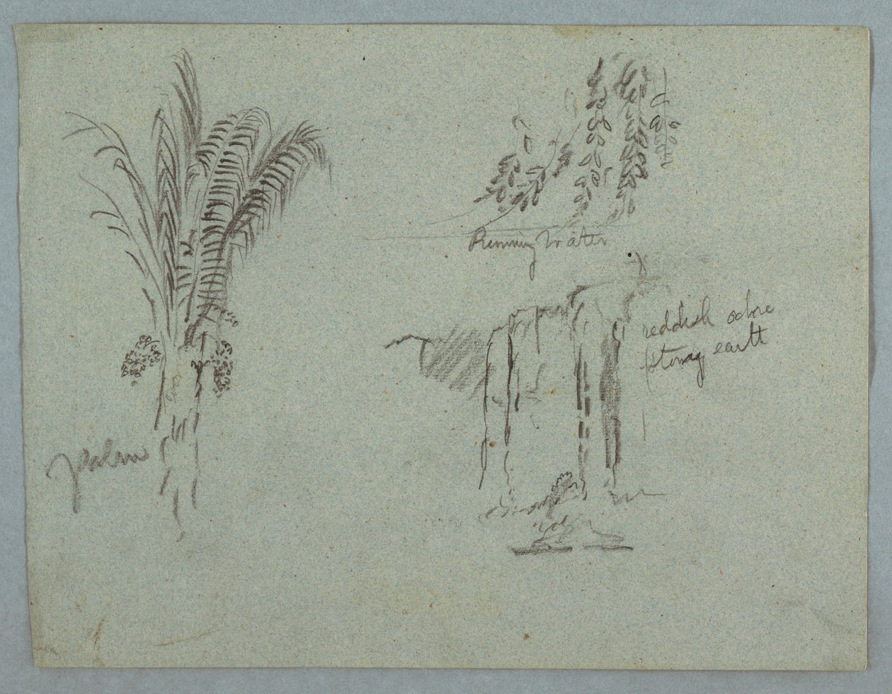 Desenho, Estudos de plantas do Rio Magdalena, Colômbia, 1853, provavelmente maio de Frederic Edwin Church