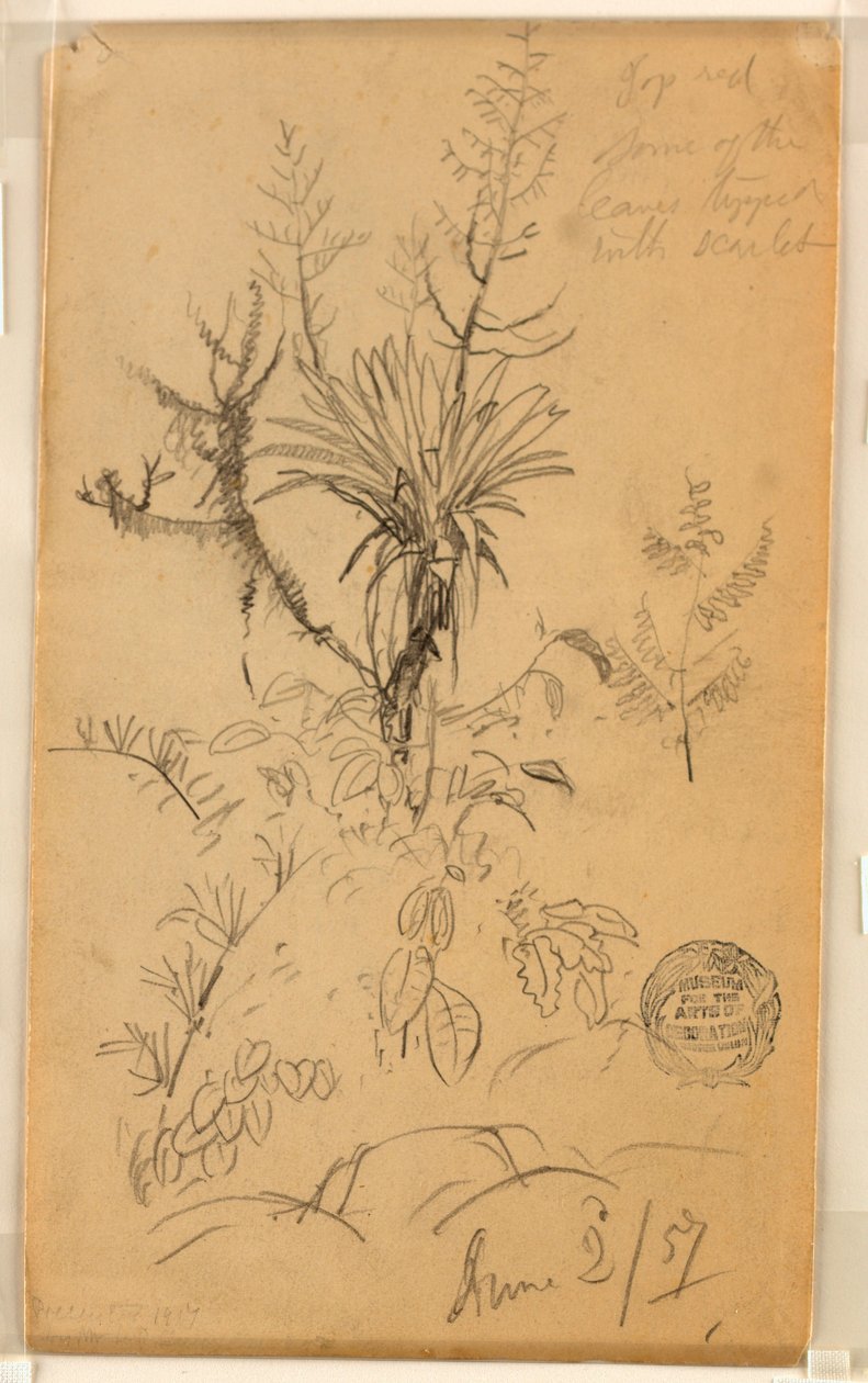 Desenho, Estudo de plantas e árvores, 2 de junho de 1857 de Frederic Edwin Church