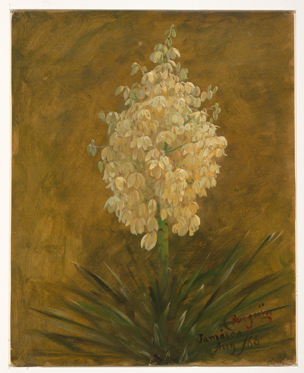 Desenho, Planta em flor, agosto de 1865 de Frederic Edwin Church