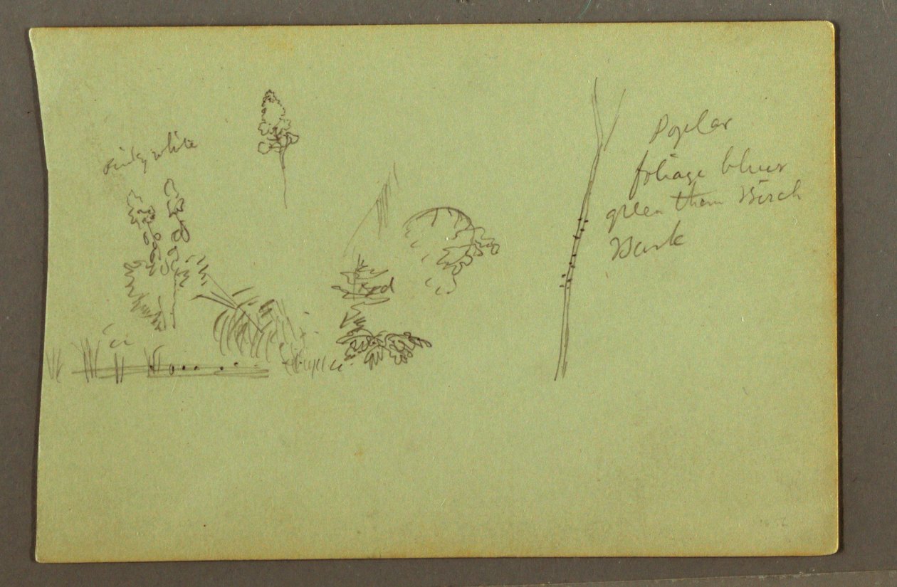 Desenho, Estudos de plantas, possivelmente 1856 de Frederic Edwin Church