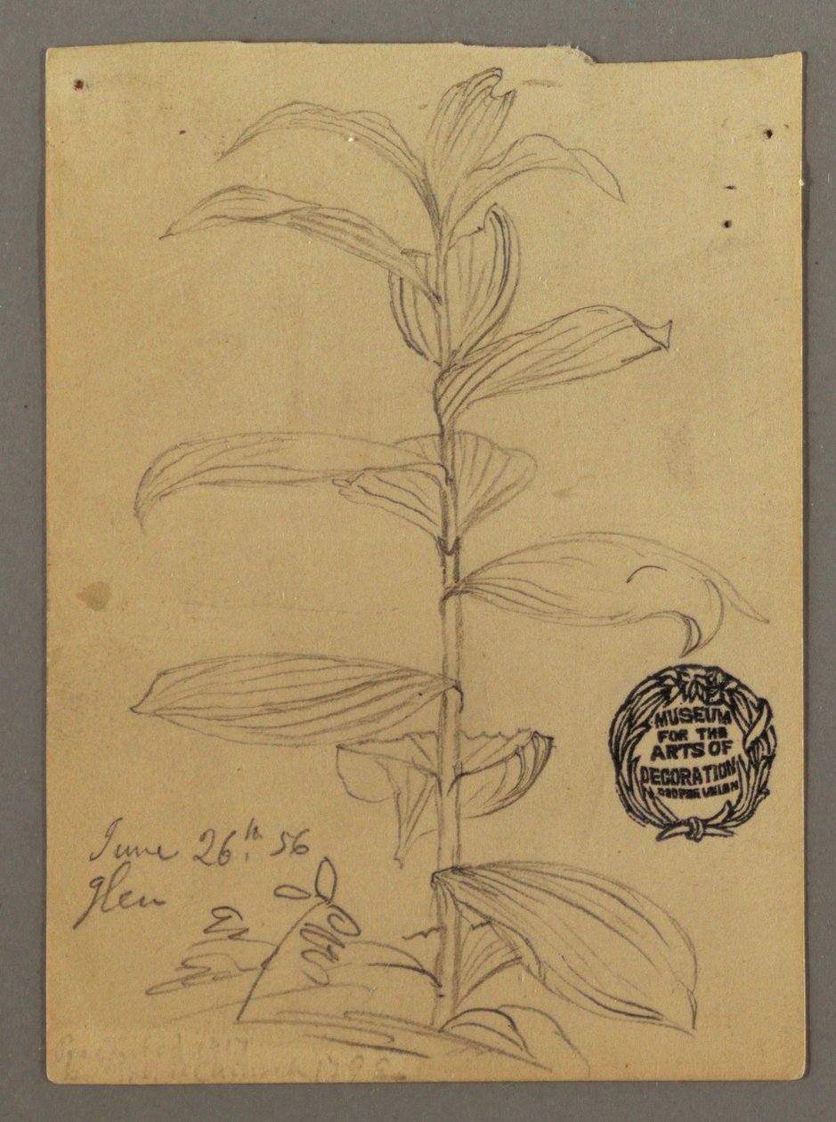 Desenho, Estudo de plantas, 26 de junho de 1856 de Frederic Edwin Church
