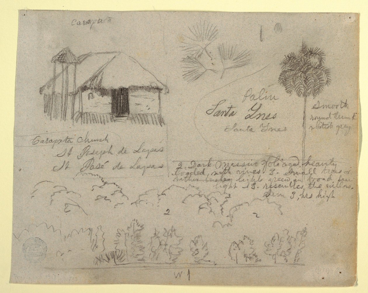 Desenho, Igreja de San José de Lapas, Carapata e Estudos Botânicos, provavelmente Colômbia, 1853 de Frederic Edwin Church