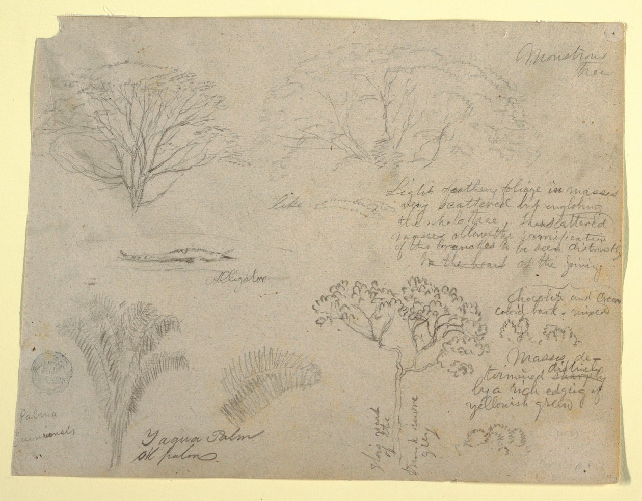 Desenho, Série de estudos botânicos, incluindo um jacaré e uma árvore monstruosa, vistos do Rio Magdalena, Colômbia, 1853 de Frederic Edwin Church