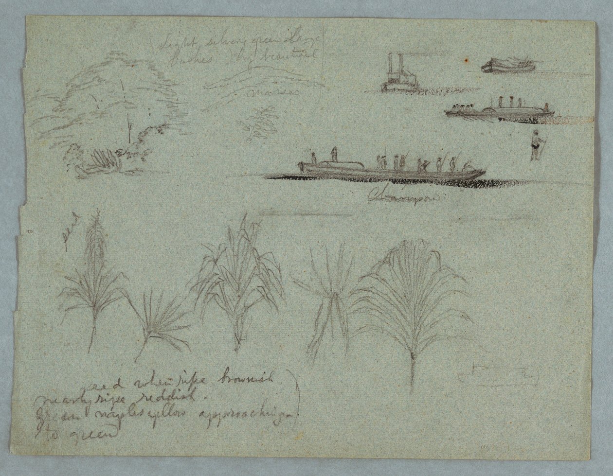 Desenho, Esboços do Rio Magdalena, Colômbia:  Plantas, barco a vapor e um Champan, 1853, provavelmente maio de Frederic Edwin Church