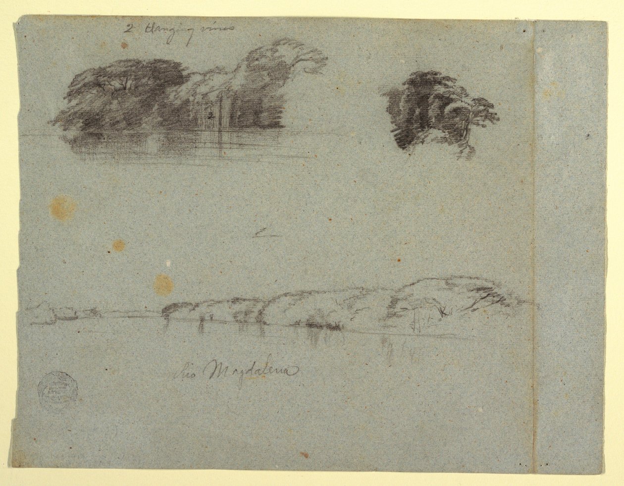 Desenho, Esboços de árvores, videiras e uma margem do Rio Magdalena, Colômbia, 1853, provavelmente maio de Frederic Edwin Church