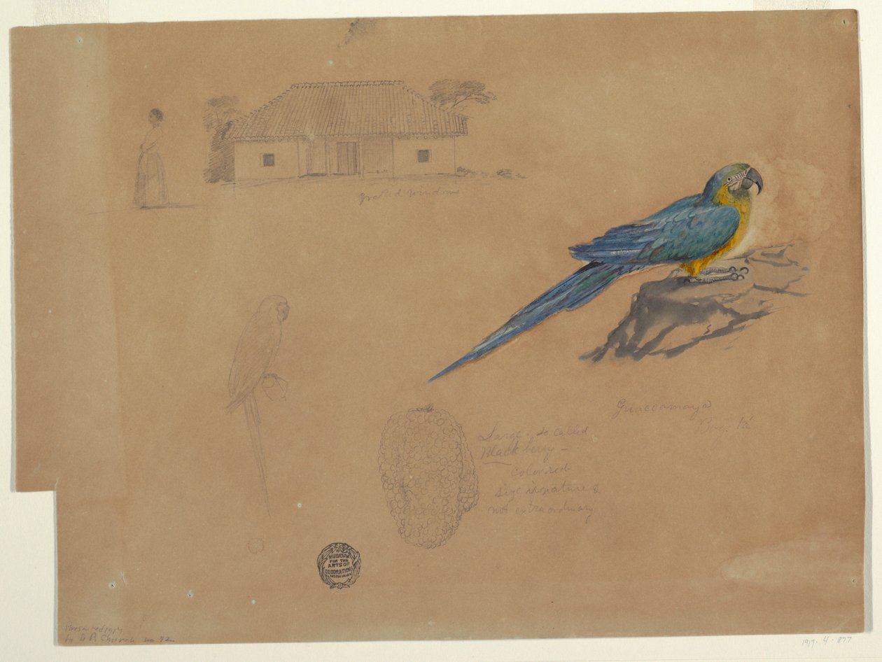 Desenho, Estudos de Guaccamaya, Bogotá, Colômbia, junho-julho de 1853 de Frederic Edwin Church