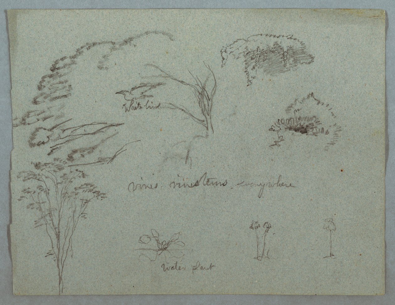 Desenho, Estudos do Rio Magdalena, Colômbia:  copas das árvores, pássaro branco voador, trepadeiras e três plantas com flores, 1853, provavelmente maio de Frederic Edwin Church