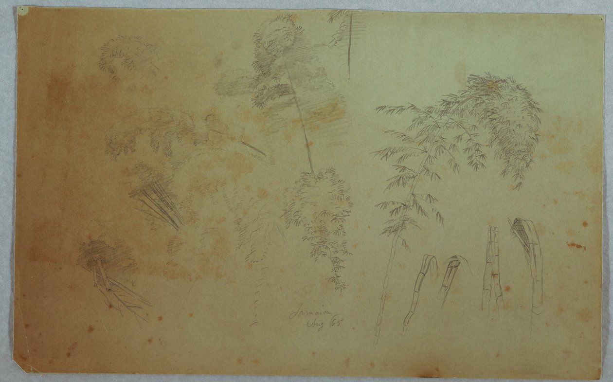 Desenho, Estudos de copas de árvores e bambu, Jamaica, agosto de 1865 de Frederic Edwin Church