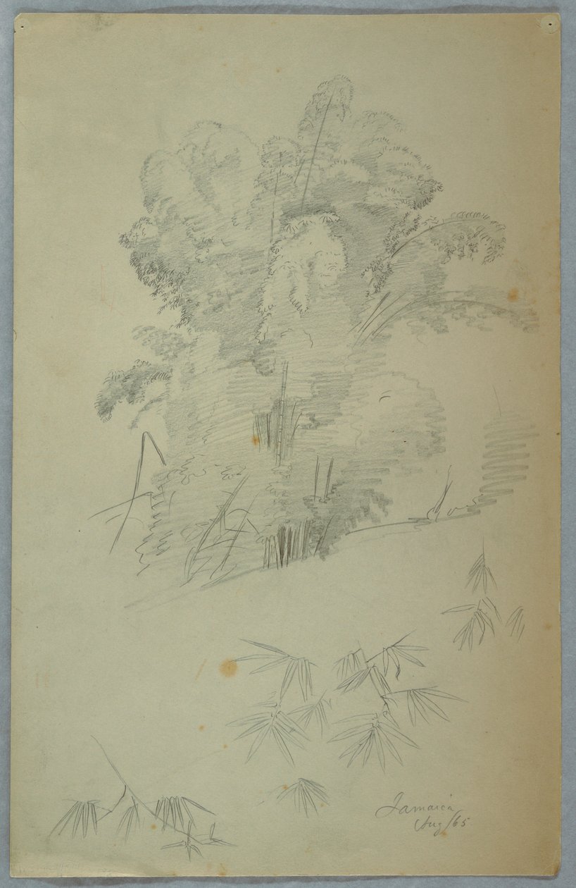 Desenho, Estudos de árvores e ramos, Jamaica, agosto de 1865 de Frederic Edwin Church