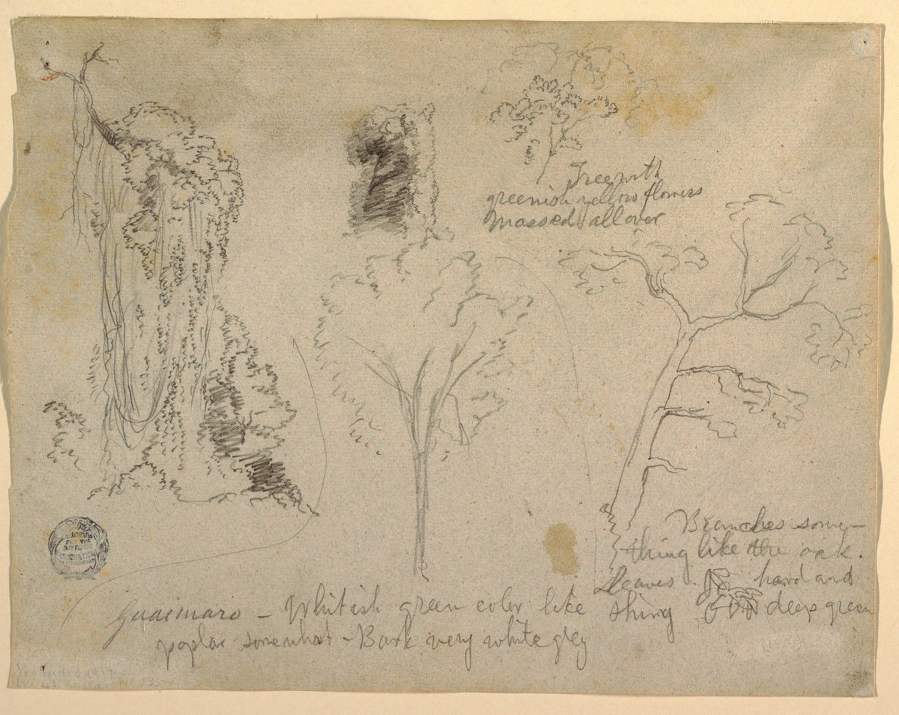 Desenho, Estudos de árvores e plantas vistos do Rio Magdalena, Colômbia, 1853 de Frederic Edwin Church