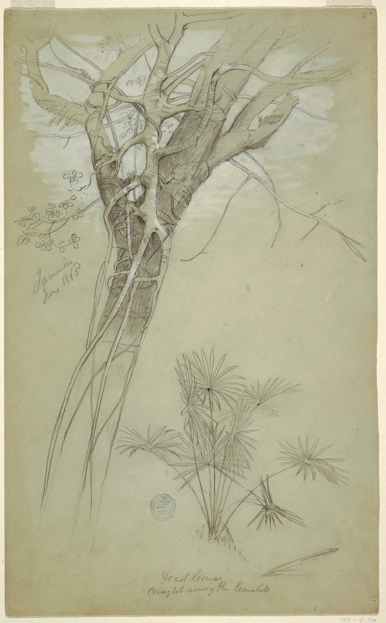 Desenho, Estudo de tronco de árvore, trepadeira parasita e palmeira, Jamaica, junho de 1865 de Frederic Edwin Church