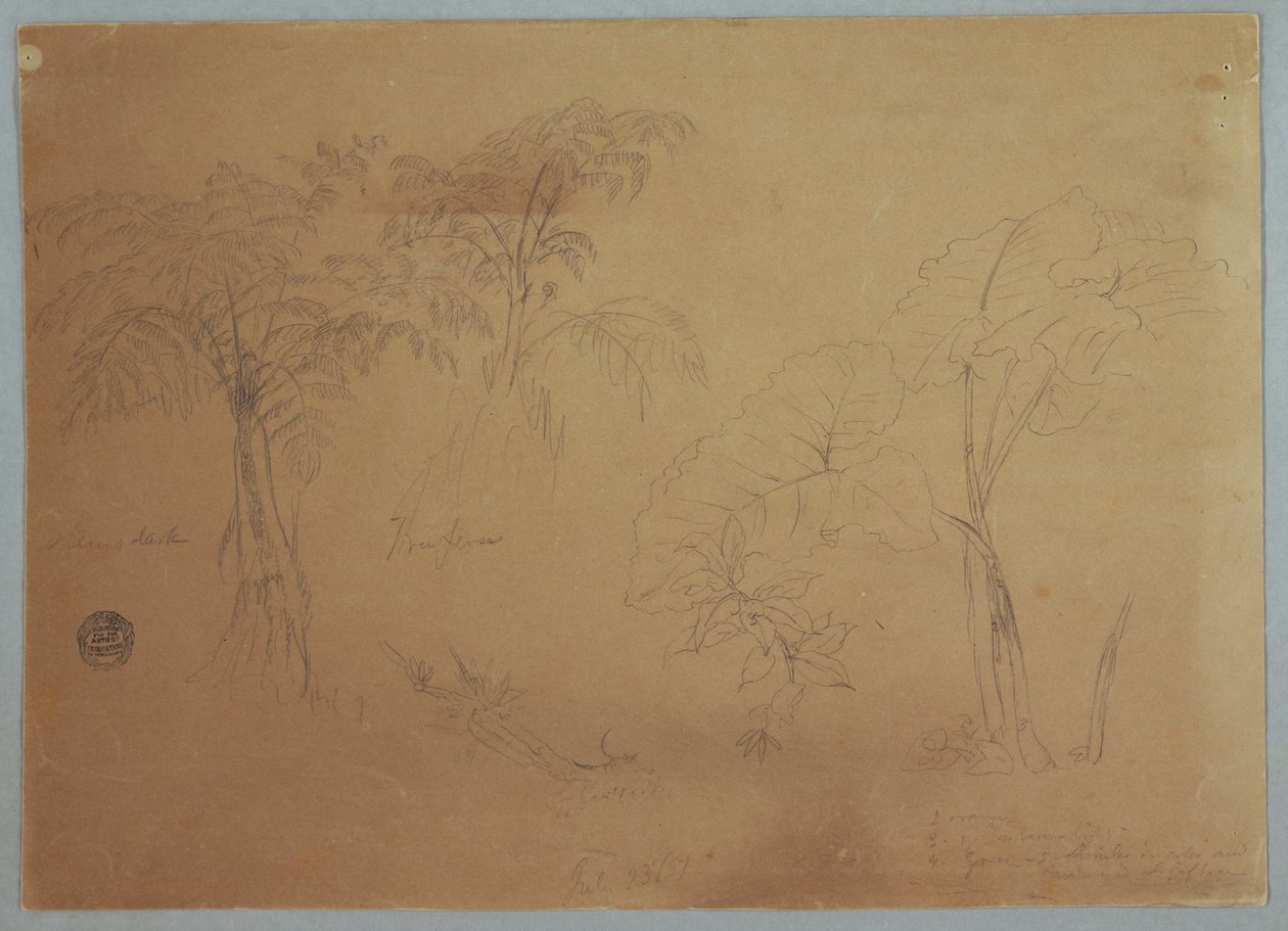 Desenho, Estudo de duas árvores e três plantas, perto de Jorje, Equador, 23 de julho de 1857 de Frederic Edwin Church