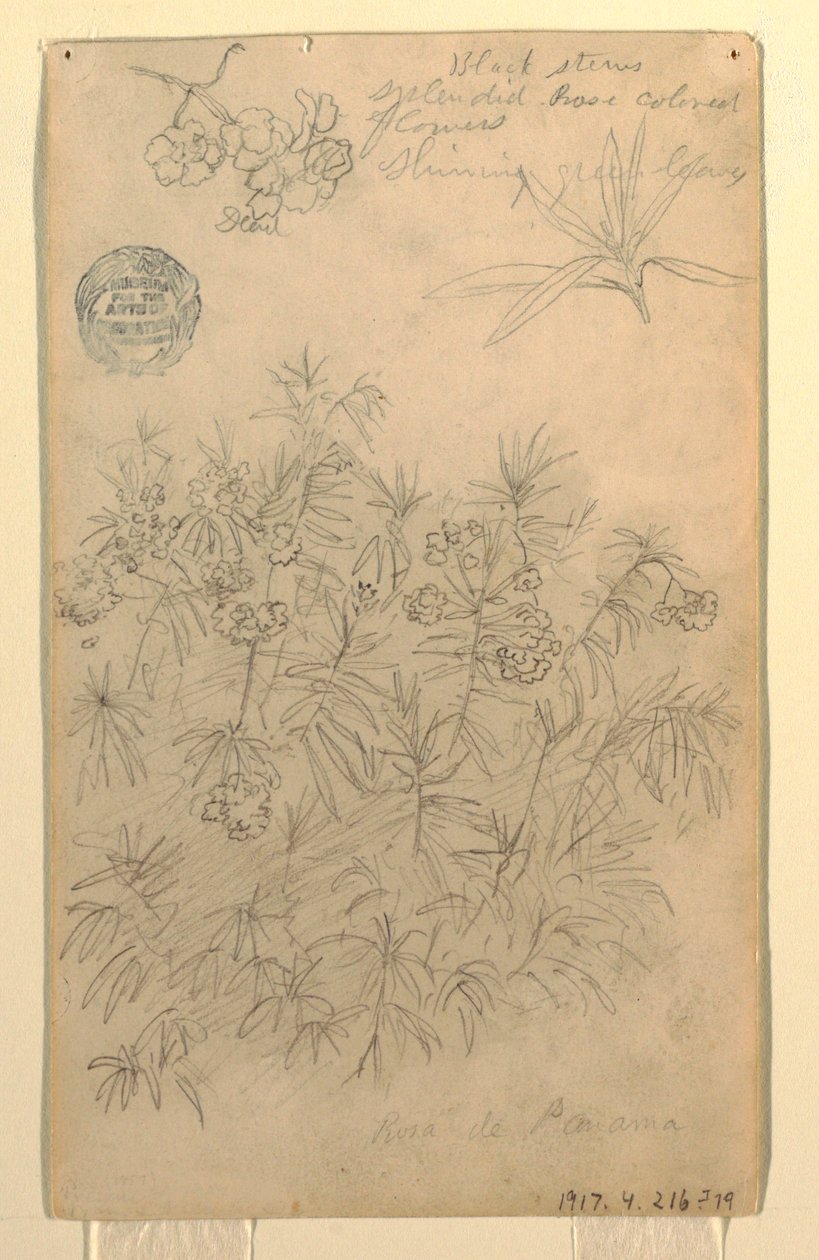 Desenho, Estudo de uma Rosa do Panamá ou planta de Oleandro, maio-junho de 1857 de Frederic Edwin Church