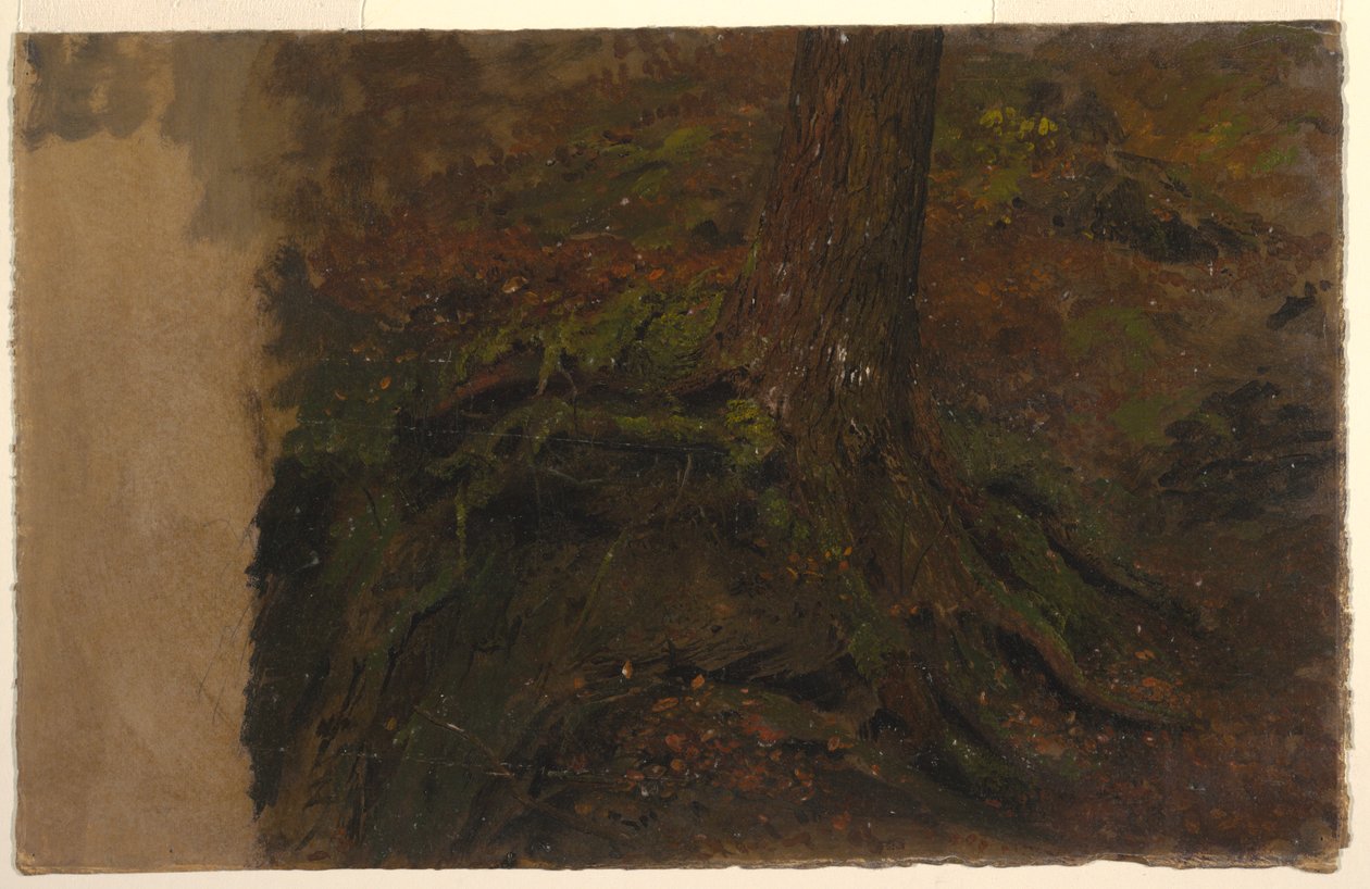 Desenho, Estudo de um tronco de árvore, 1850-60 de Frederic Edwin Church