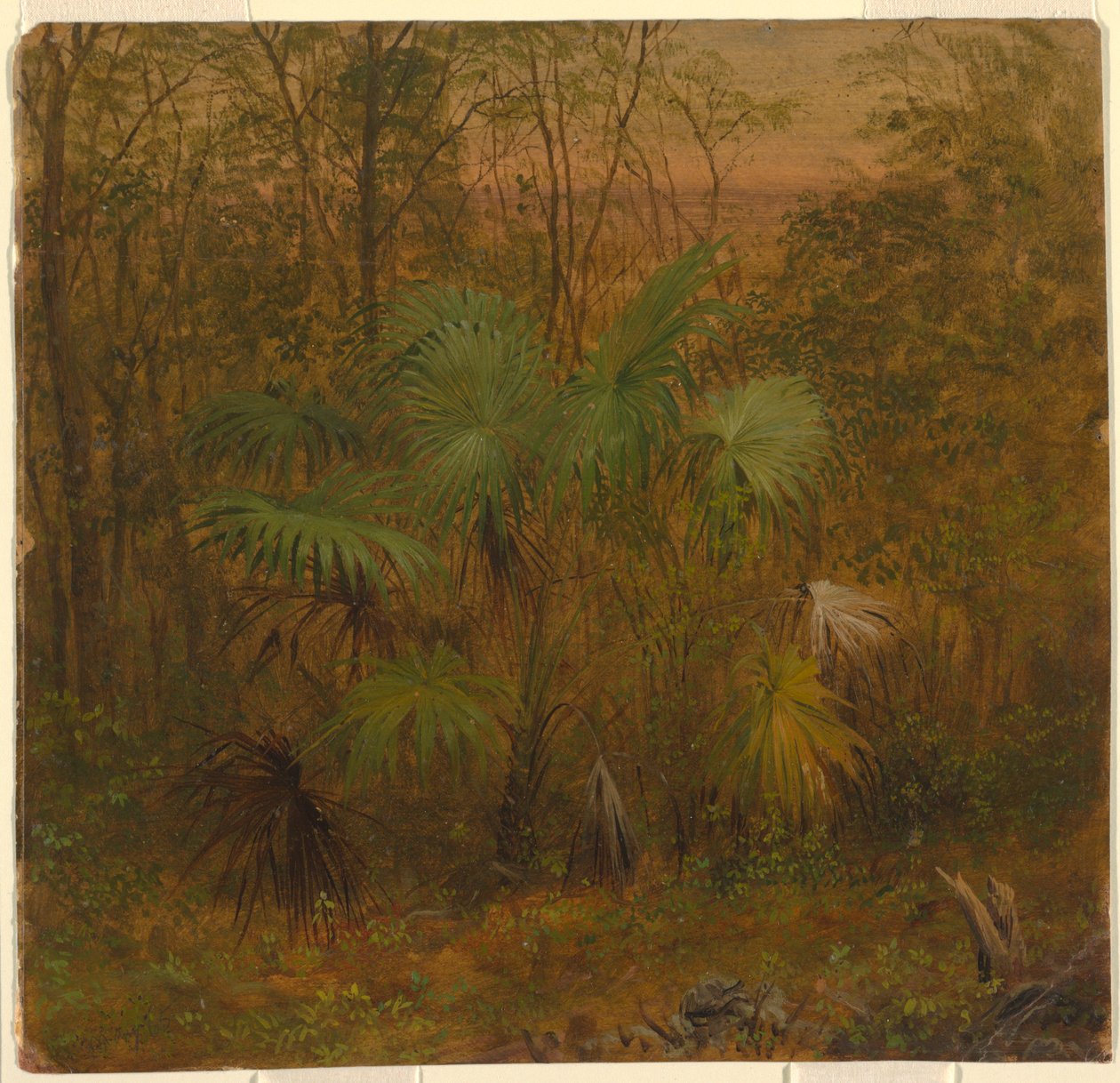 Desenho, Thatch Palm, Jamaica, maio de 1865 de Frederic Edwin Church