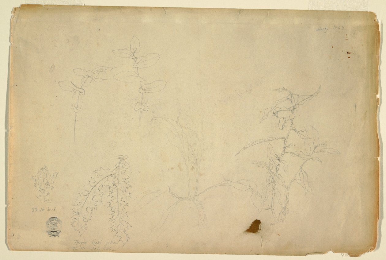 Desenho, Espinhos e cardos, julho de 1844 de Frederic Edwin Church