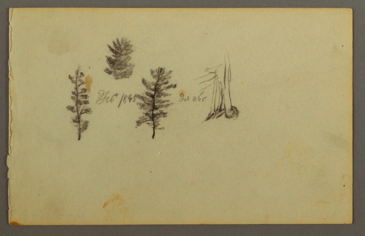 Desenho, Três sempre-vivas, 1845 de Frederic Edwin Church