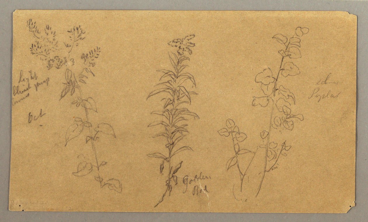 Desenho, Três estudos de plantas, outubro de 1865 de Frederic Edwin Church
