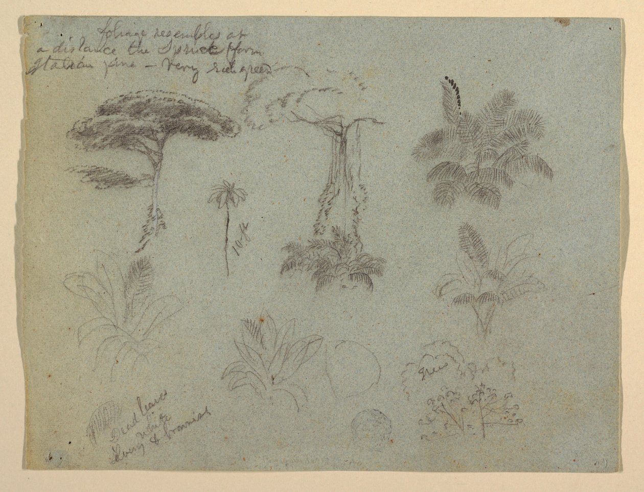 Desenho, Estudos de árvores vistos do Rio Magadalena, Colômbia, 1853 de Frederic Edwin Church