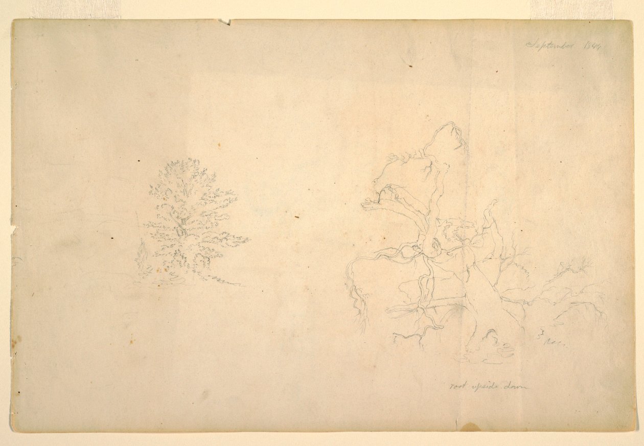 Desenho, Árvore e tronco de árvore morta, setembro de 1844 de Frederic Edwin Church