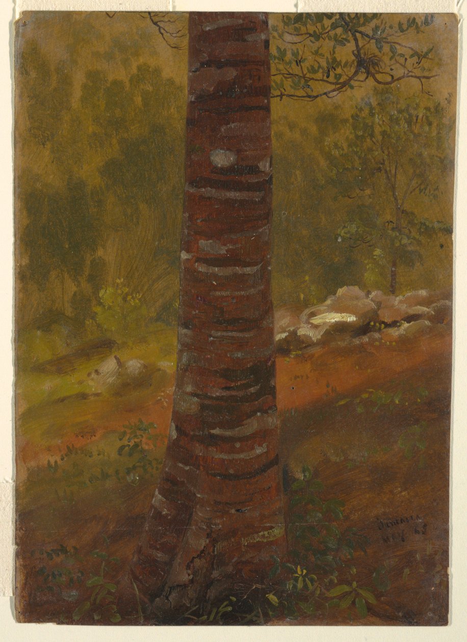 Desenho, Tronco de árvore, maio de 1865 de Frederic Edwin Church