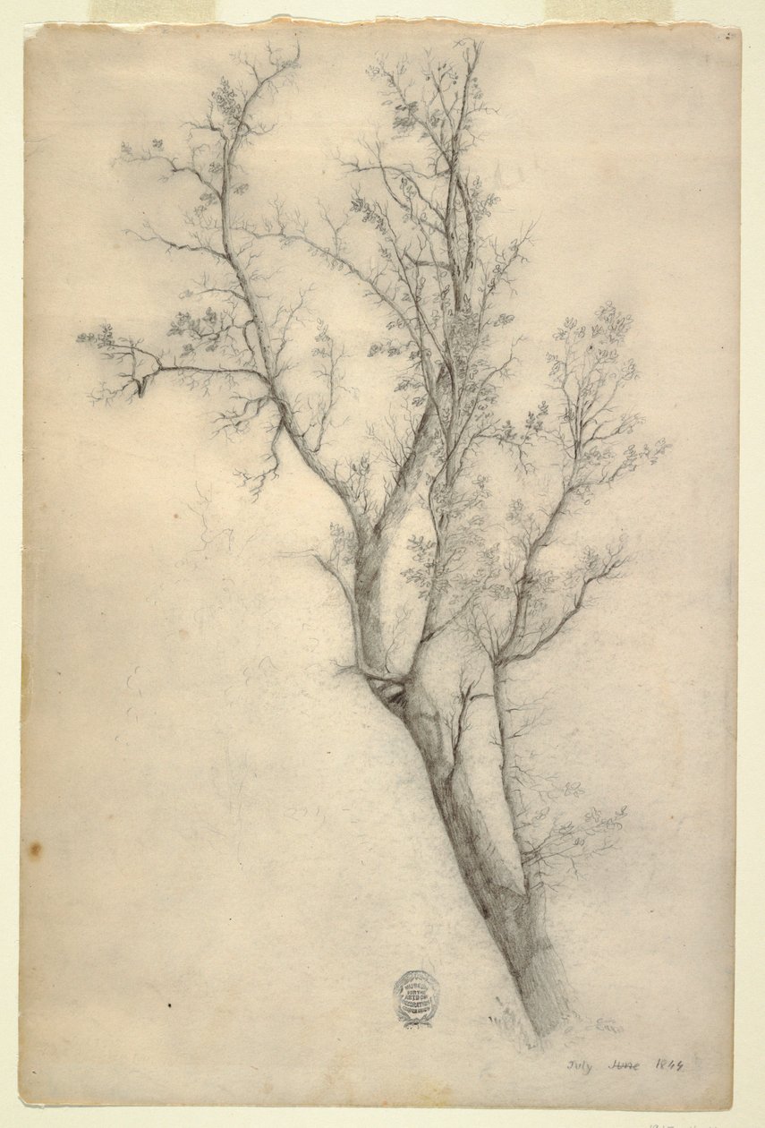 Desenho, Árvore com muitos ramos, julho de 1844 de Frederic Edwin Church