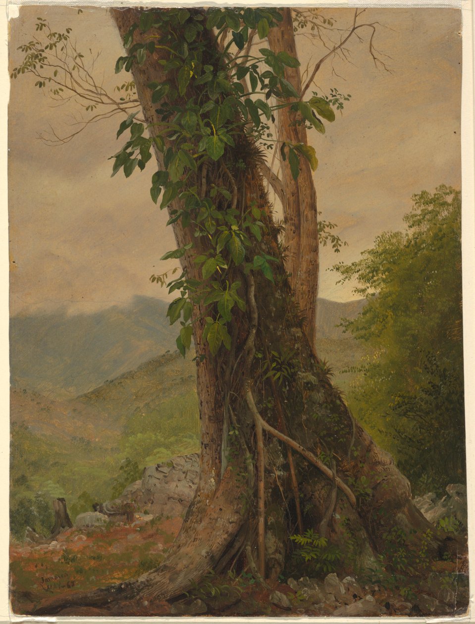 Desenho, Árvore com videiras, Jamaica, Índias Ocidentais, maio de 1865 de Frederic Edwin Church