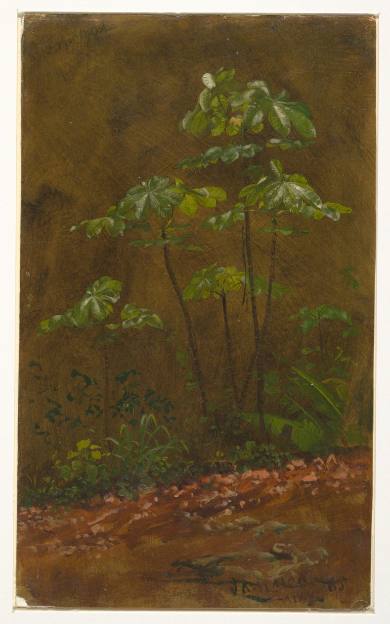 Desenho, "Árvore da Trombeta", maio de 1865 de Frederic Edwin Church